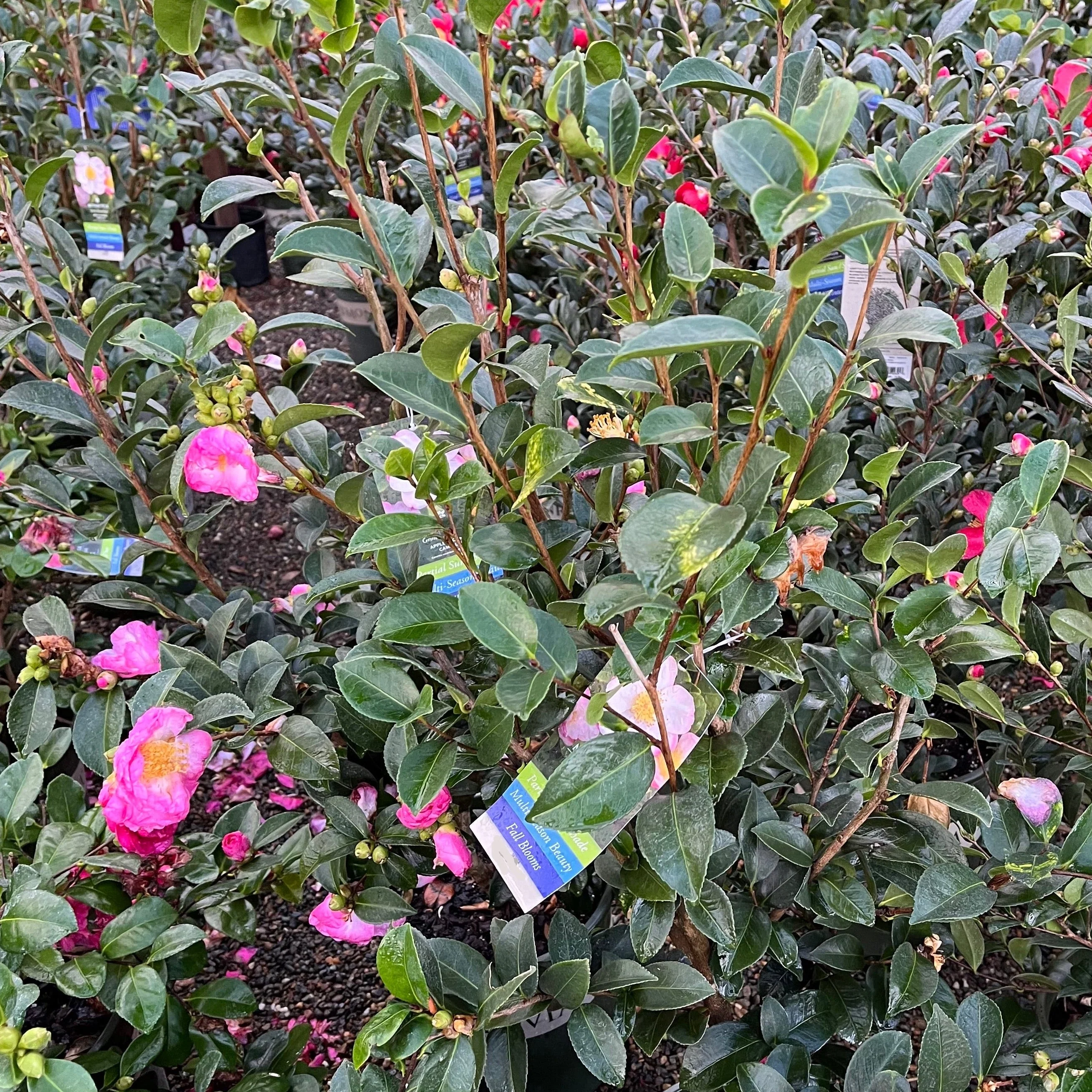 Apple Blossom Camellia - Image 3