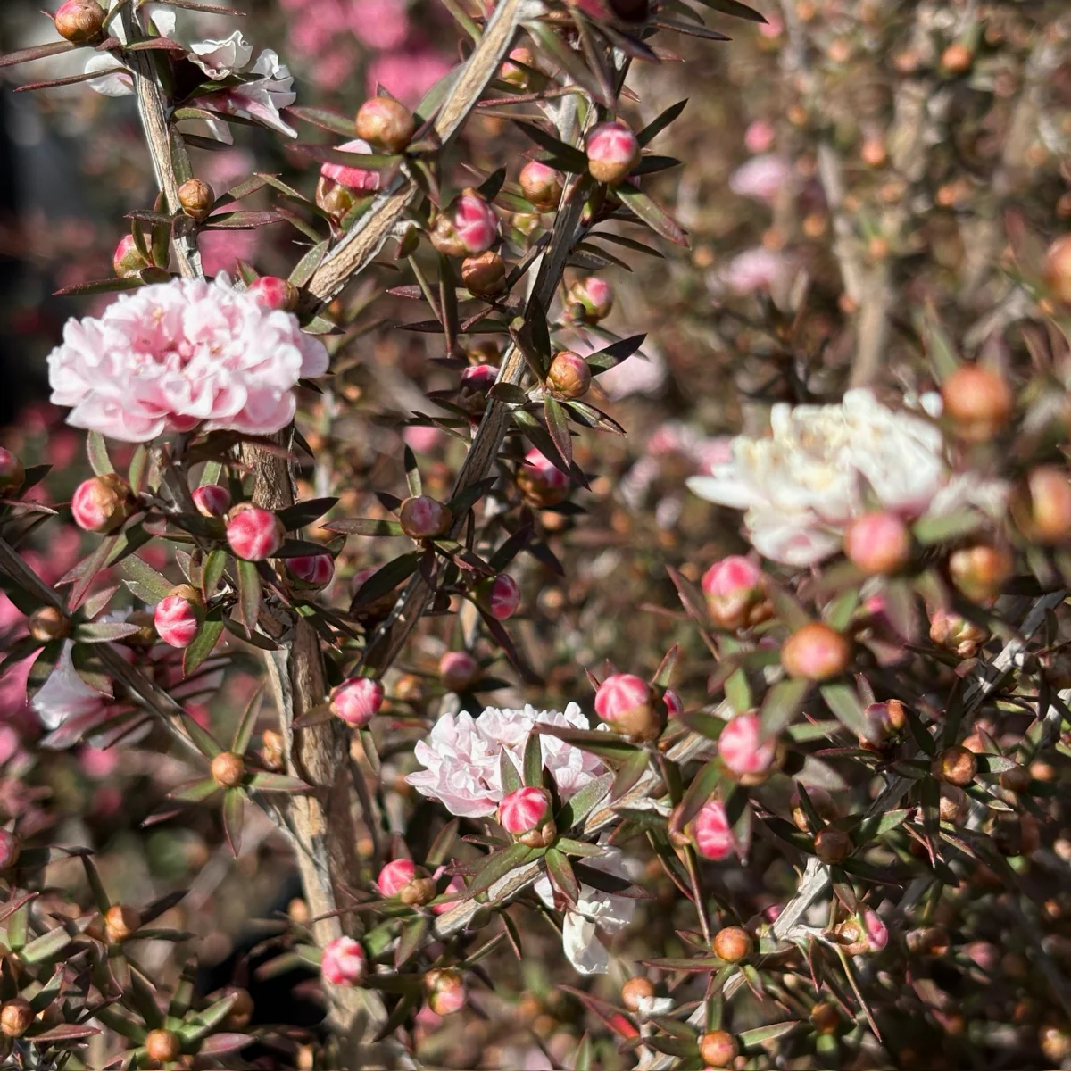 Apple Blossom New Zealand Tea Tree - Image 2