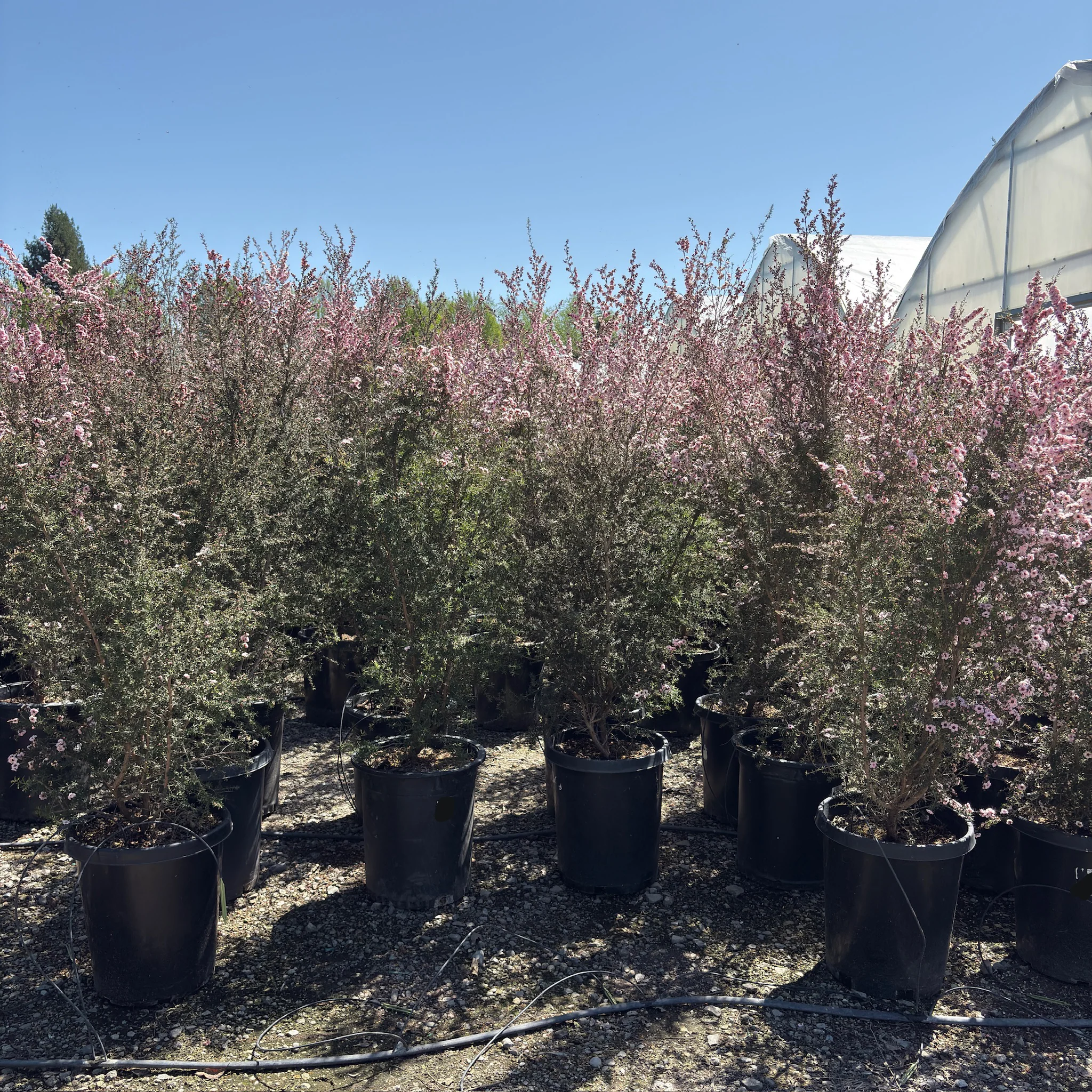 Apple Blossom New Zealand Tea Tree - Image 3