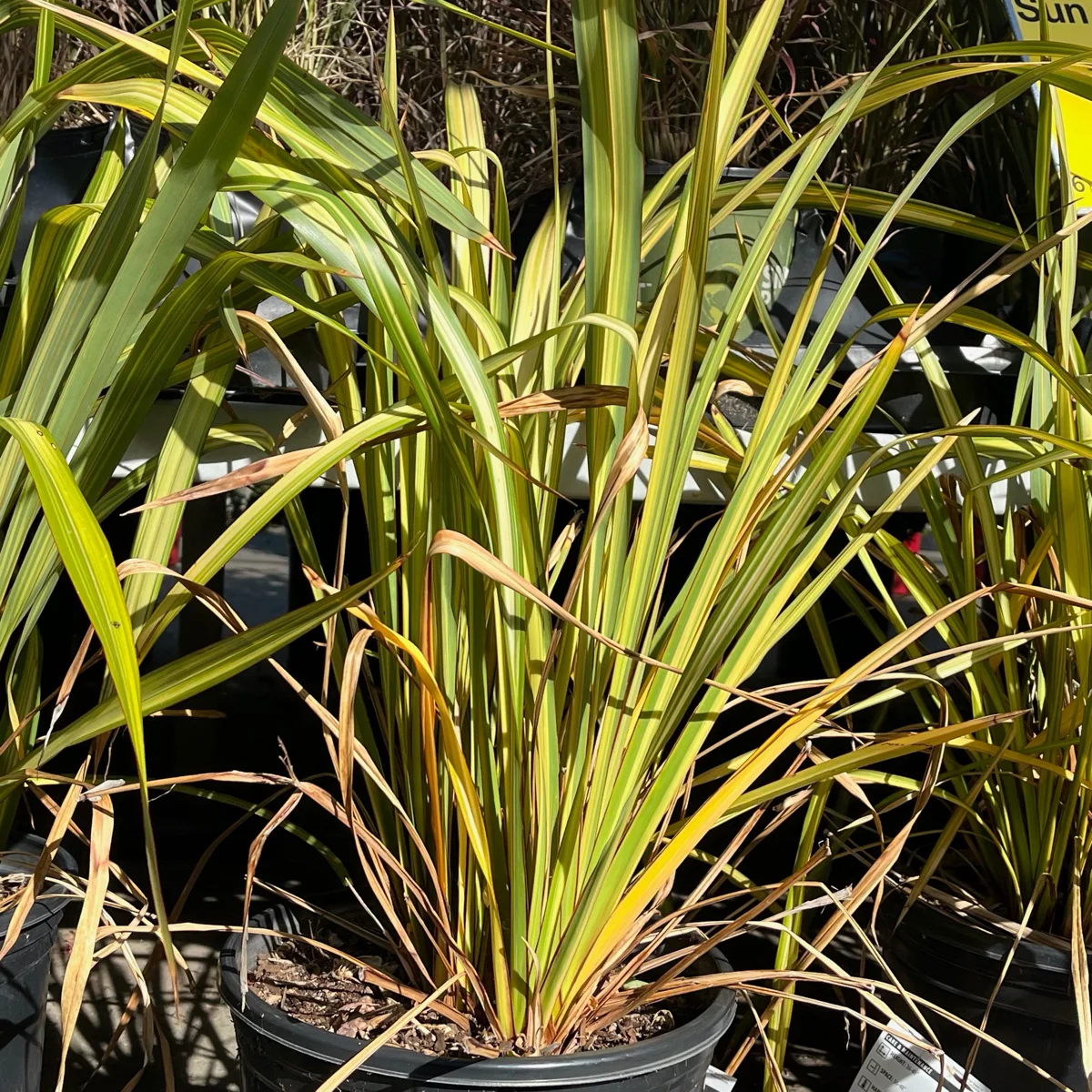 Apricot Queen New Zealand Flax - Image 1