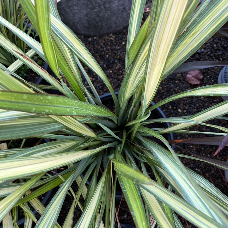 Apricot Queen New Zealand Flax - Image 2