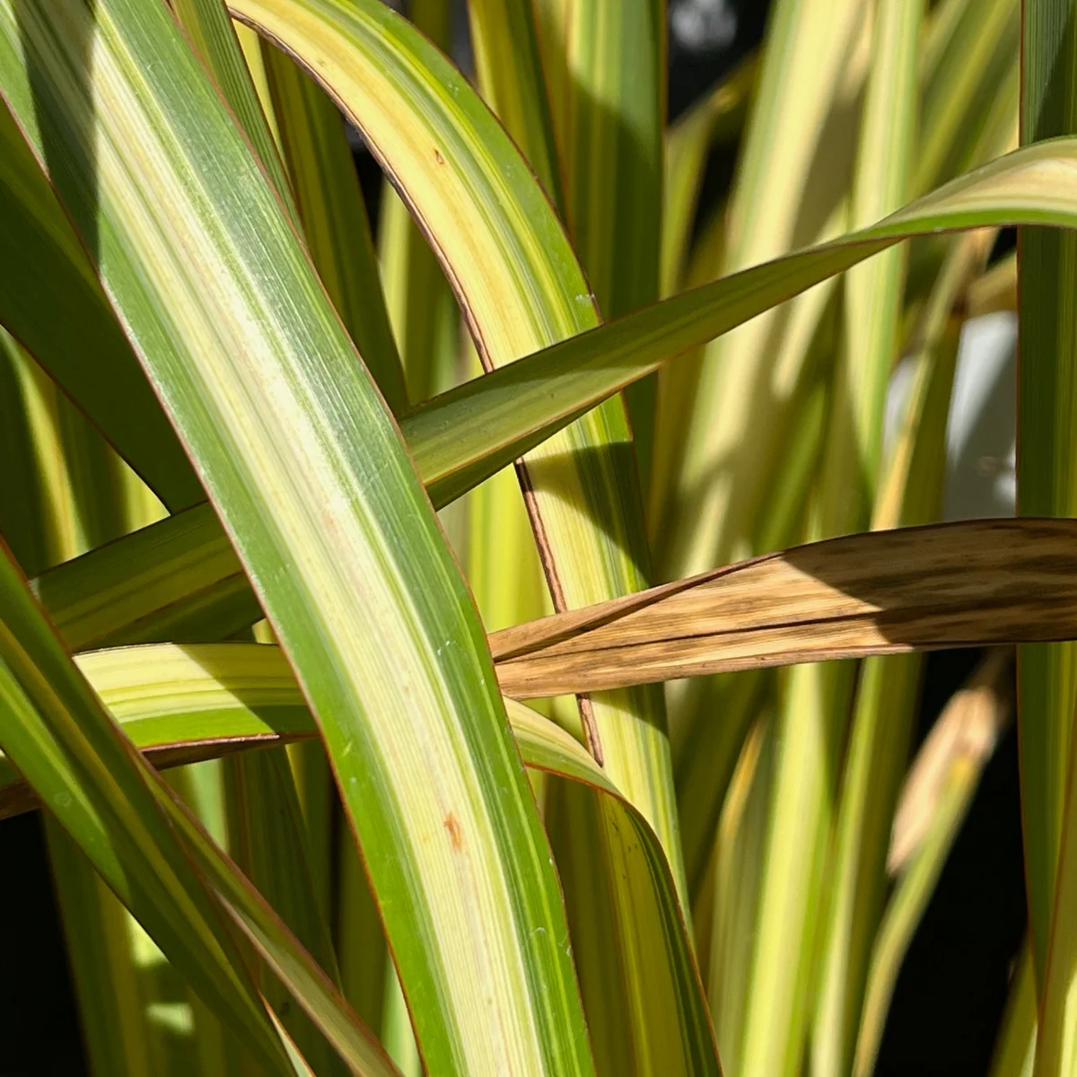 Apricot Queen New Zealand Flax - Image 3
