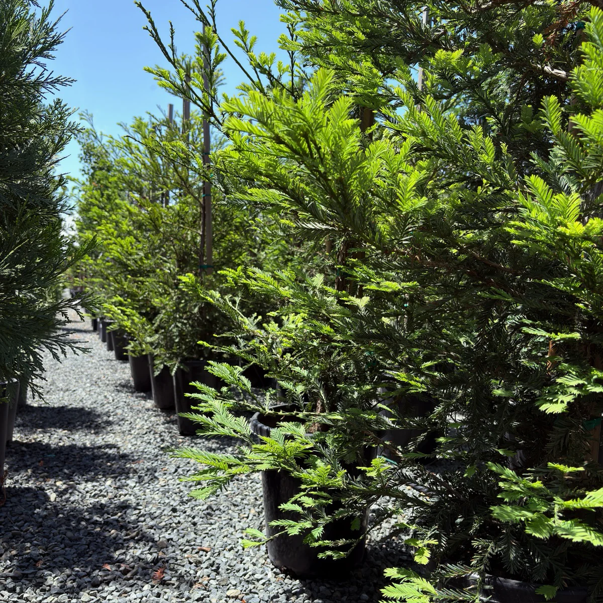 Aptos Blue Coast Redwood - Image 1