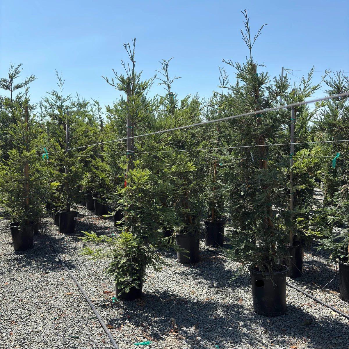 Aptos Blue Coast Redwood - Image 2