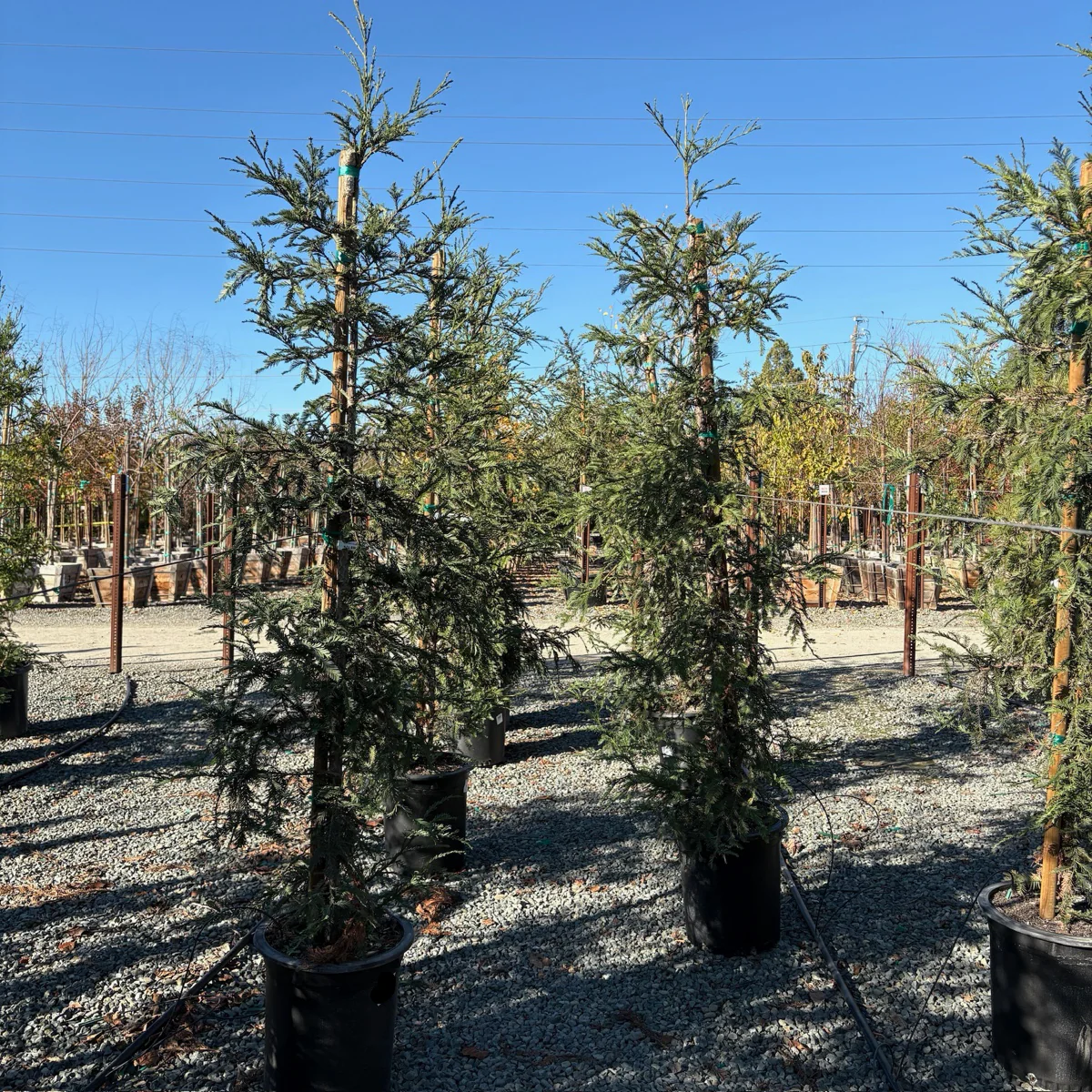 Aptos Blue Coast Redwood - Image 3