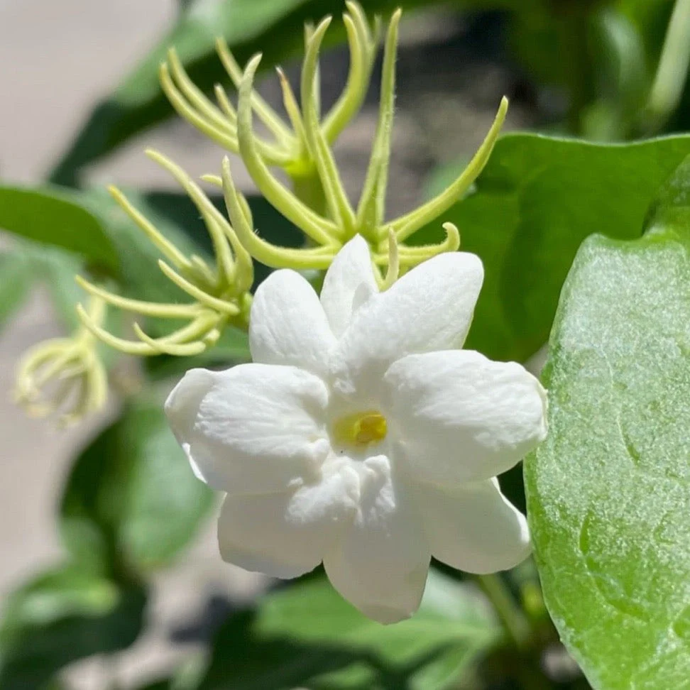 Arabian Jasmine - Image 2