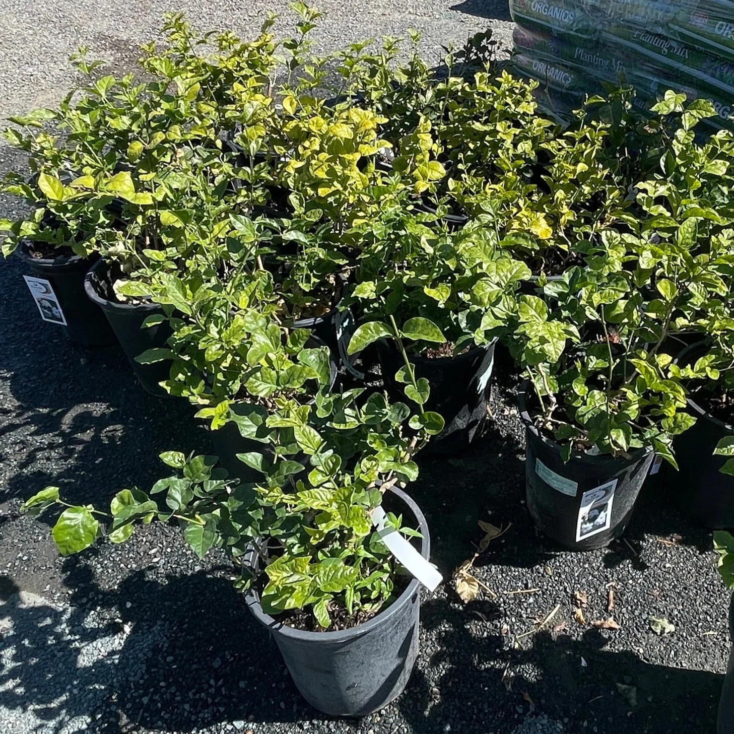 Arabian Jasmine - Image 3