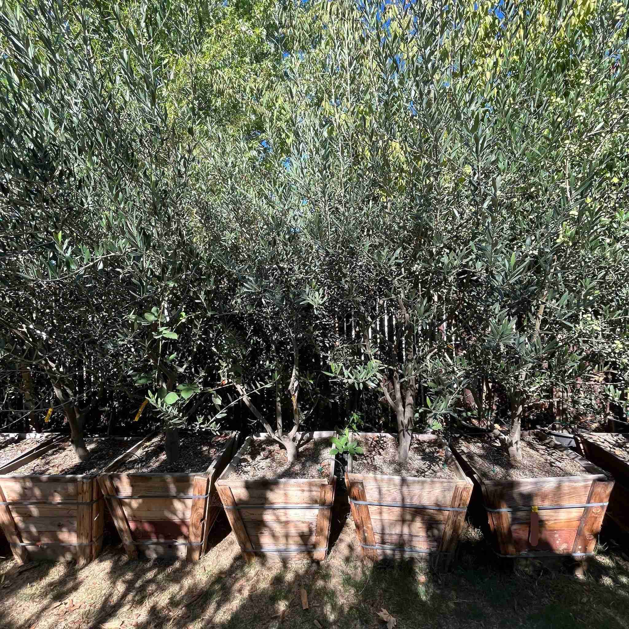 Arbequina Fruiting Olive Tree - Image 1