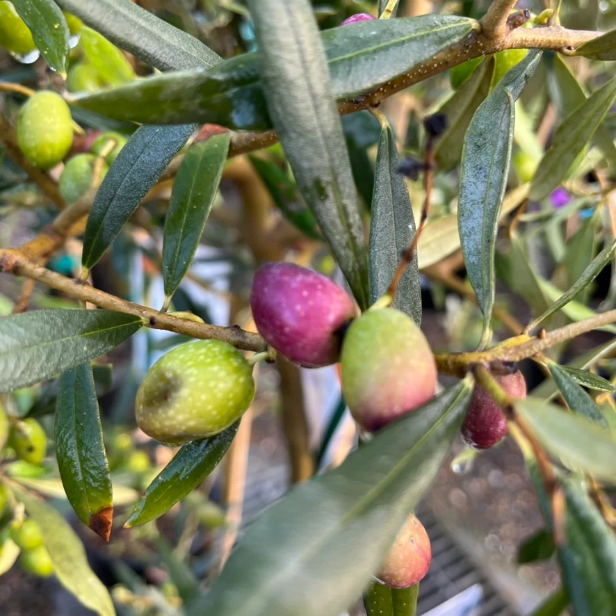Arbequina Fruiting Olive Tree - Image 2