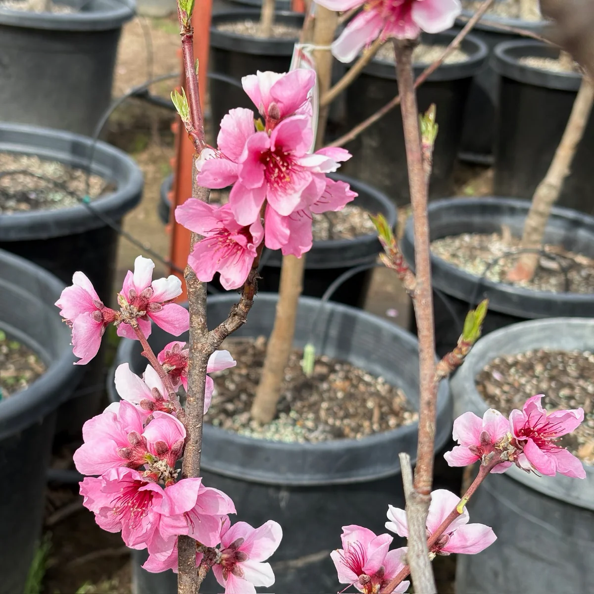 Arctic Blaze Nectarine - Image 2