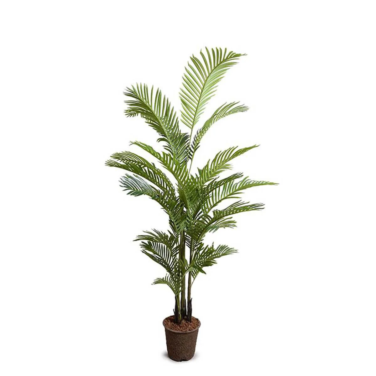 Areca Palm Tree