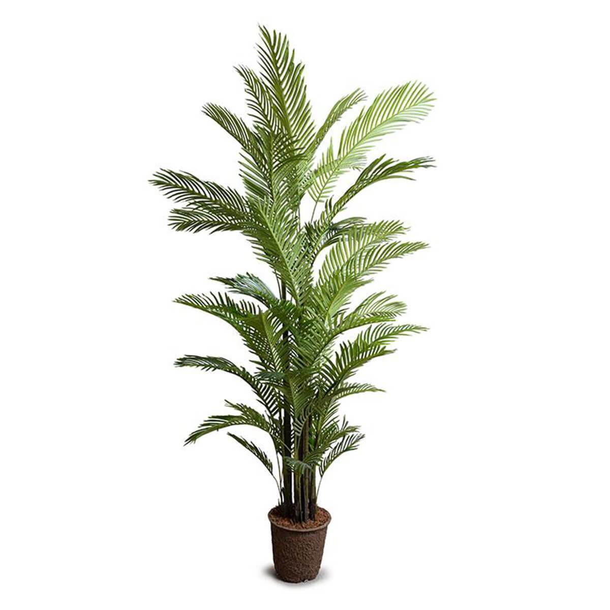 Areca Palm Tree - Image 2