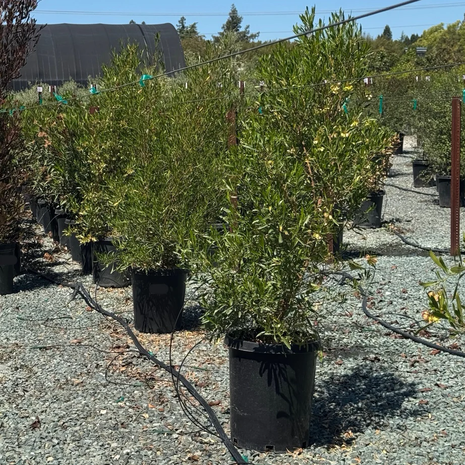 Arizona Green Hopseed Bush