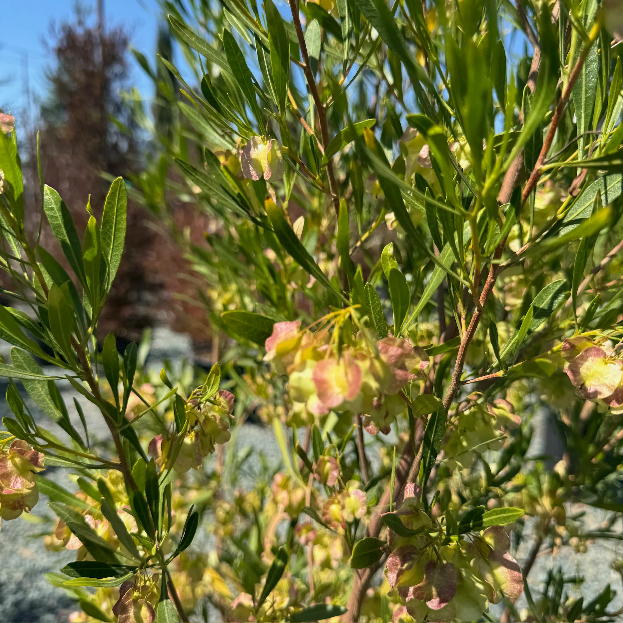 Arizona Green Hopseed Bush - Image 2