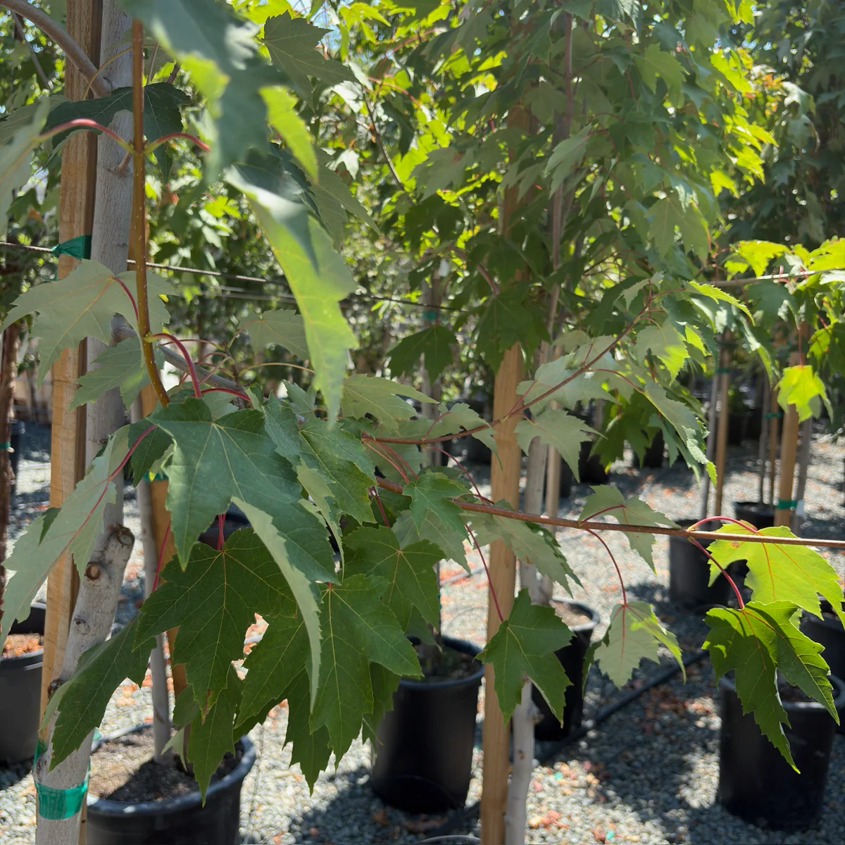 Armstrong Red Maple - Image 3