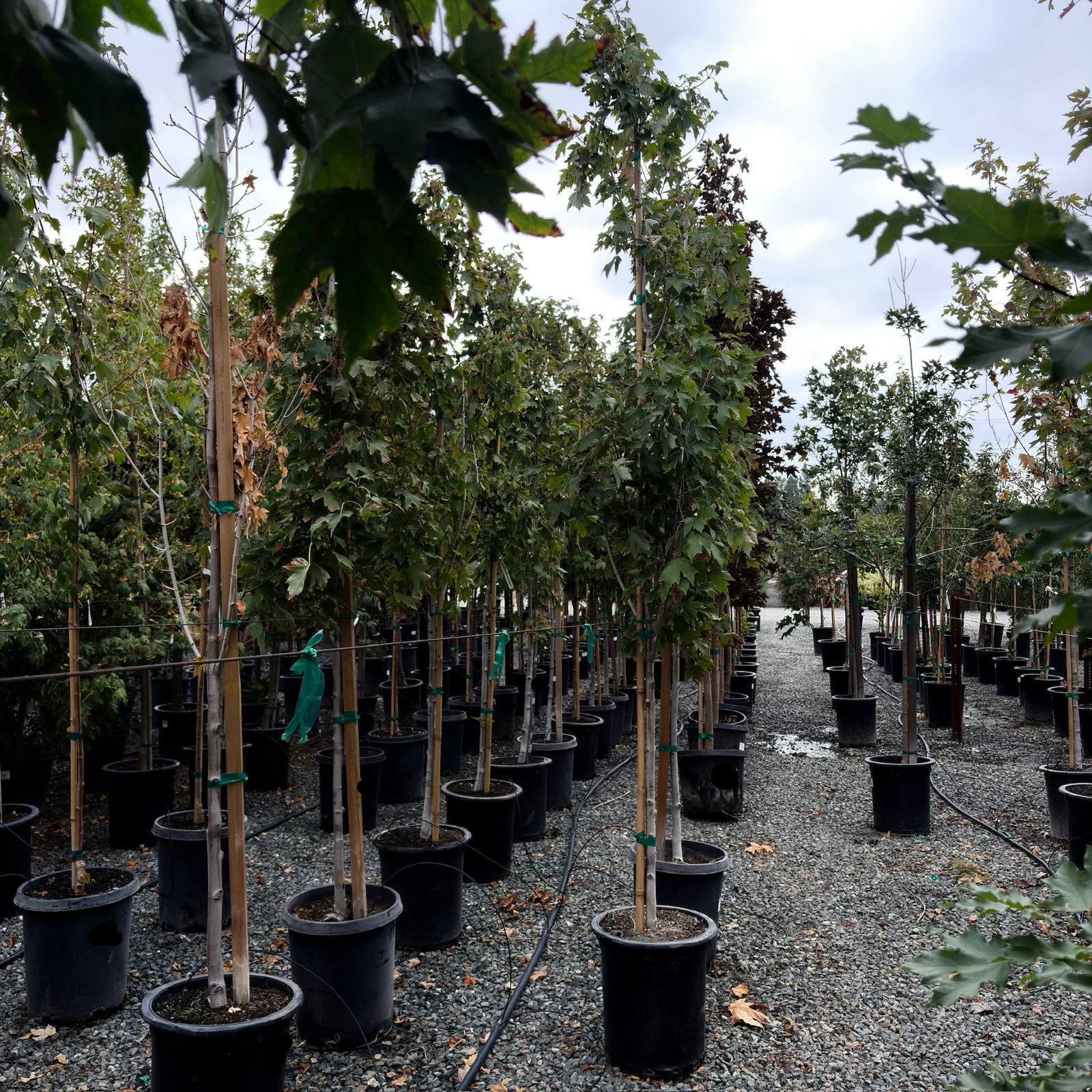 Armstrong Red Maple - Image 2