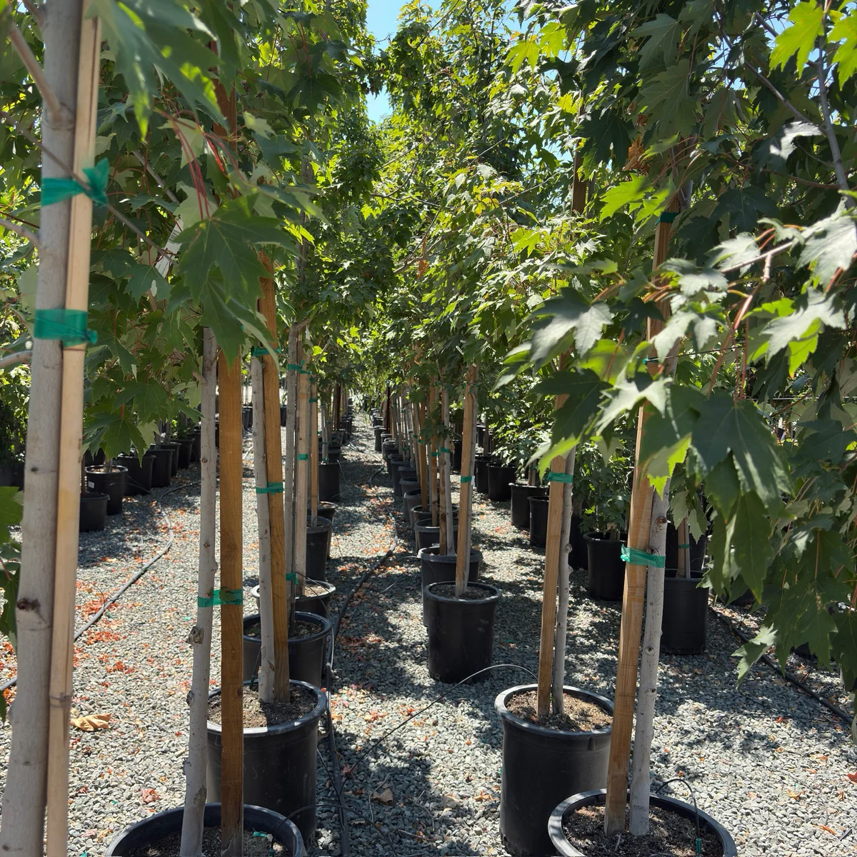 Armstrong Red Maple - Image 1
