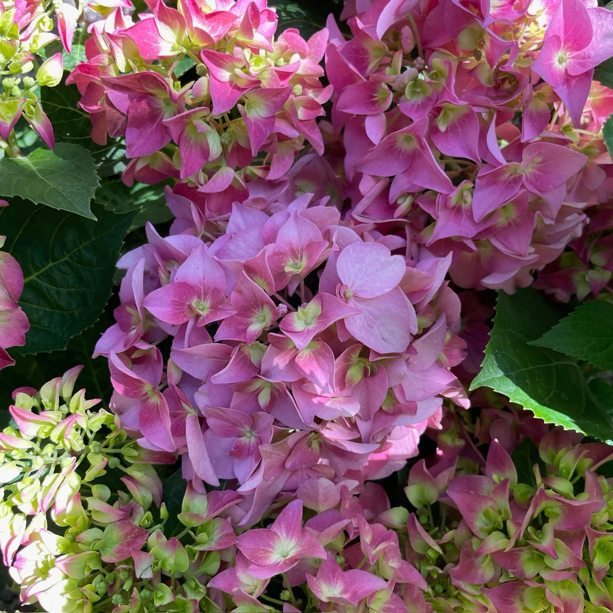 Arriba Hydrangea - Image 1