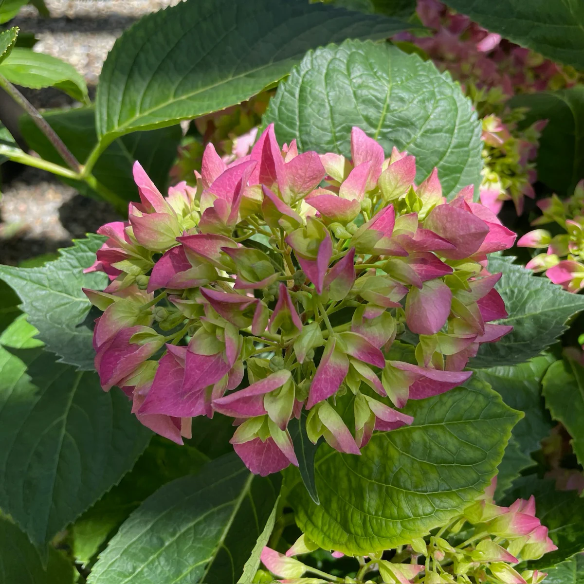 Arriba Hydrangea - Image 2