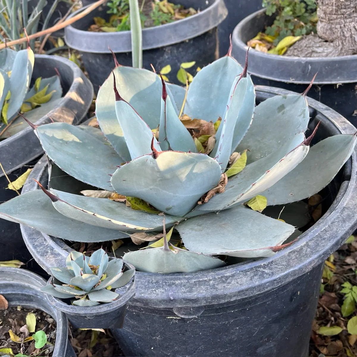 Artichoke Agave - Image 1