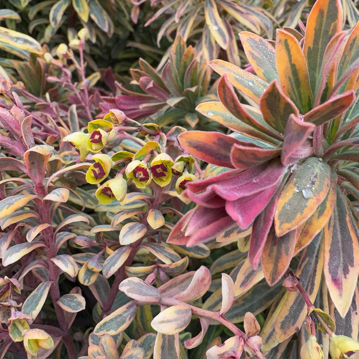Ascot Rainbow Spurge - Image 2