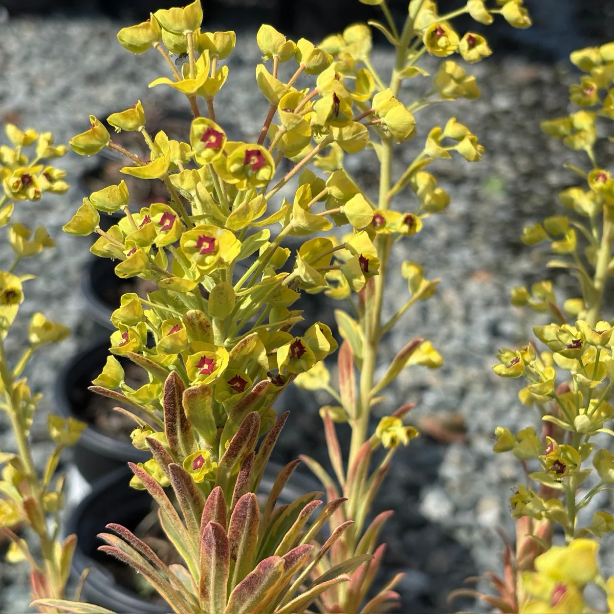 Ascot Rainbow Spurge - Image 3