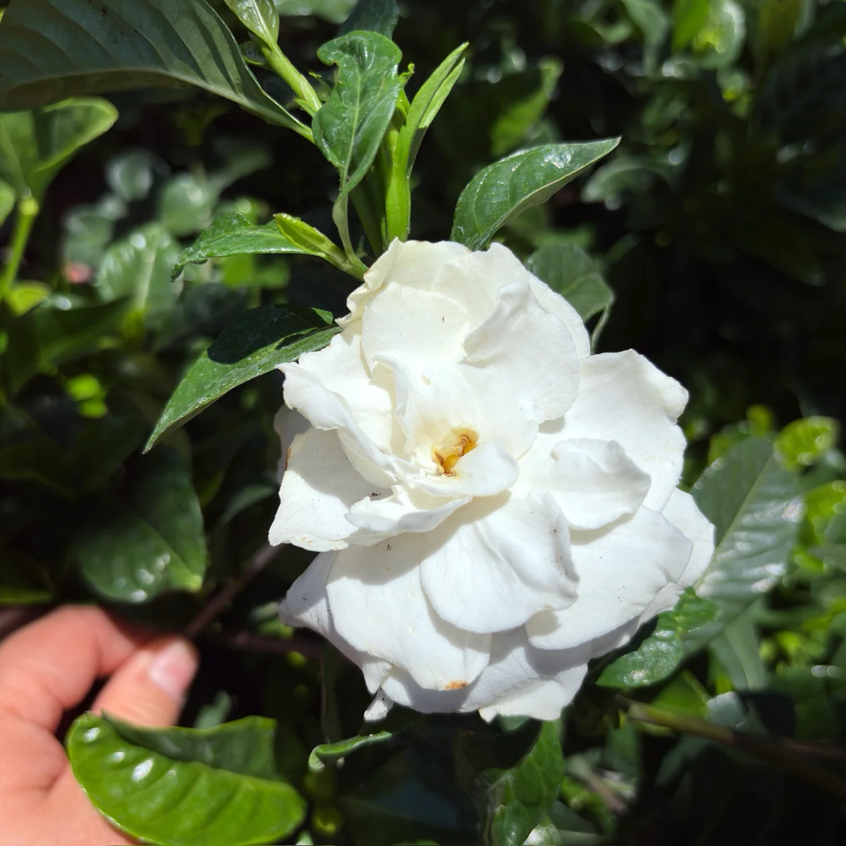 August Beauty Gardenia