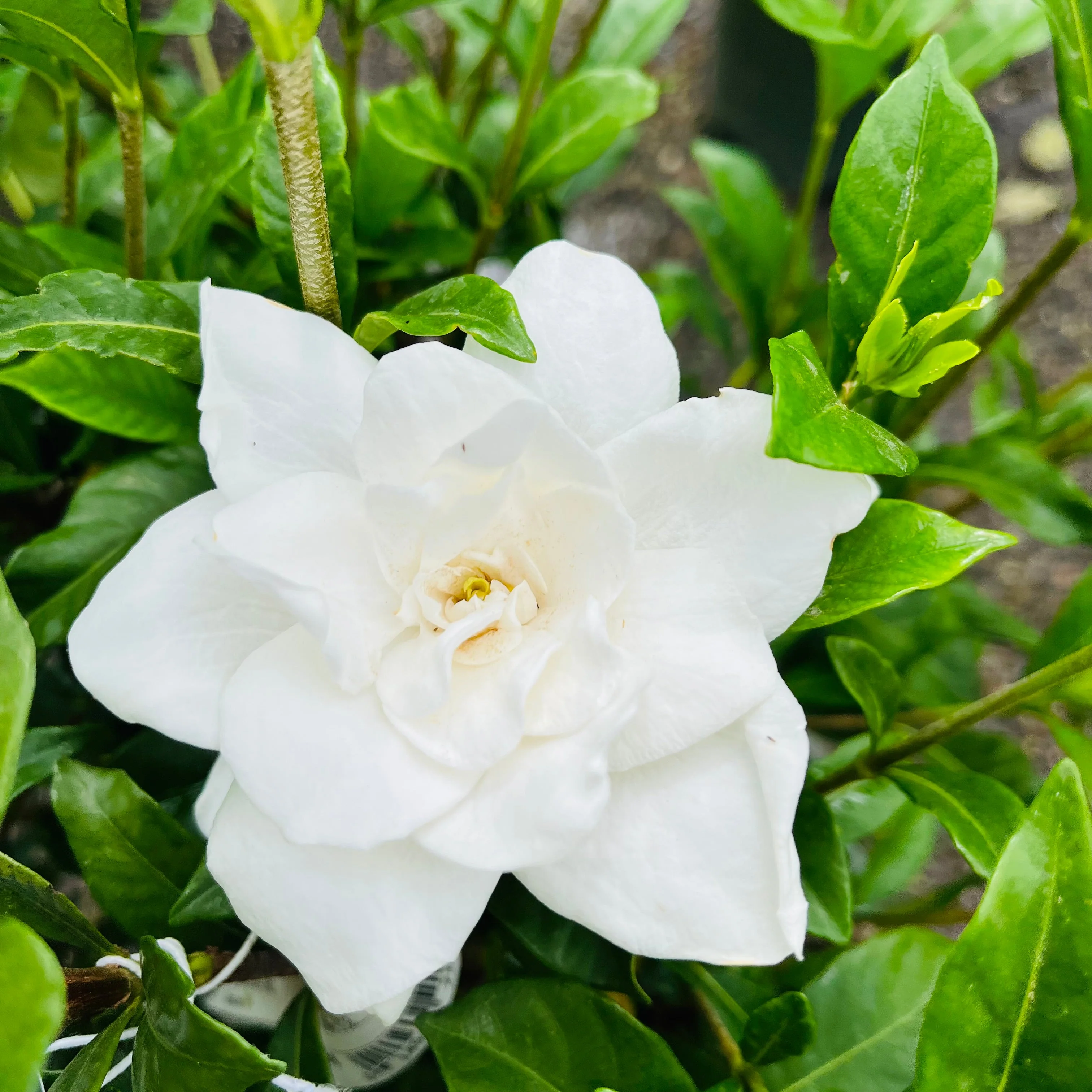 August Beauty Gardenia - Image 2