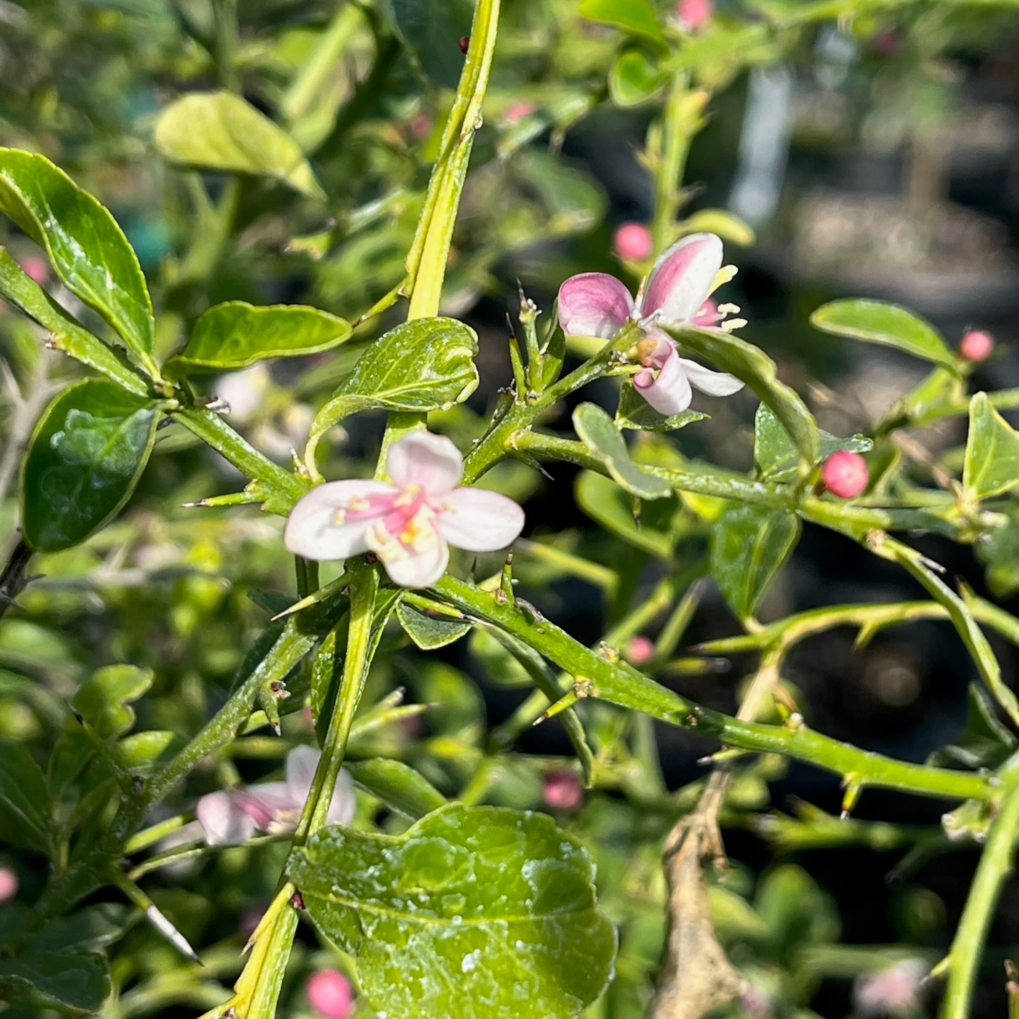 Australian Finger Lime - Image 1