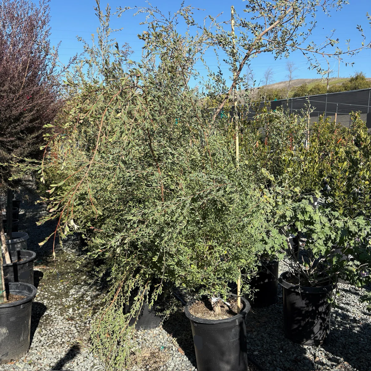 Australian Tea Tree - Image 2