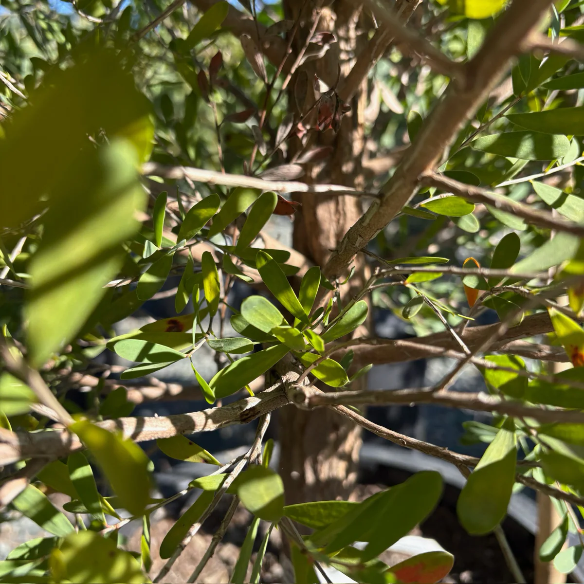 Australian Tea Tree - Image 3