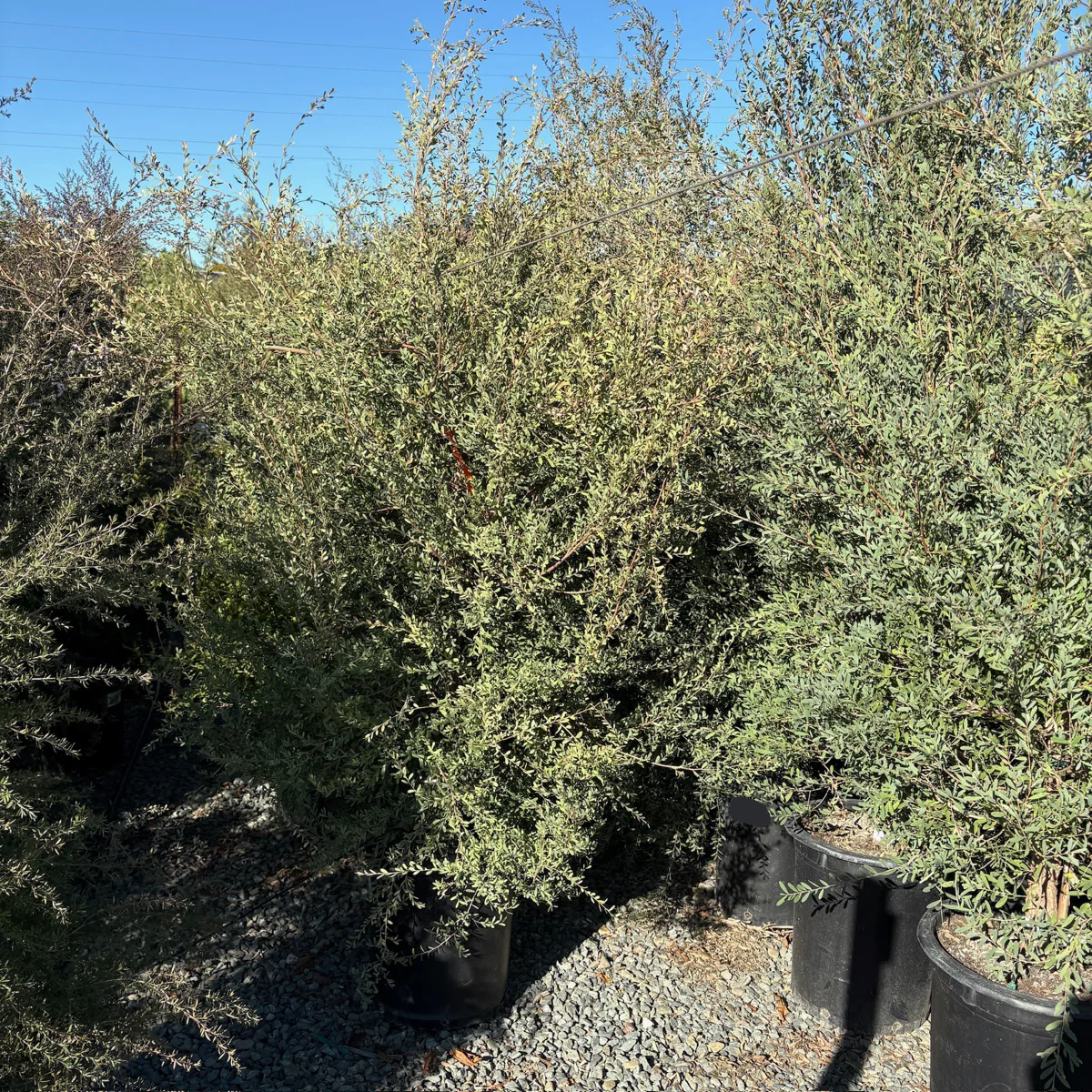 Australian Tea Tree - Image 1