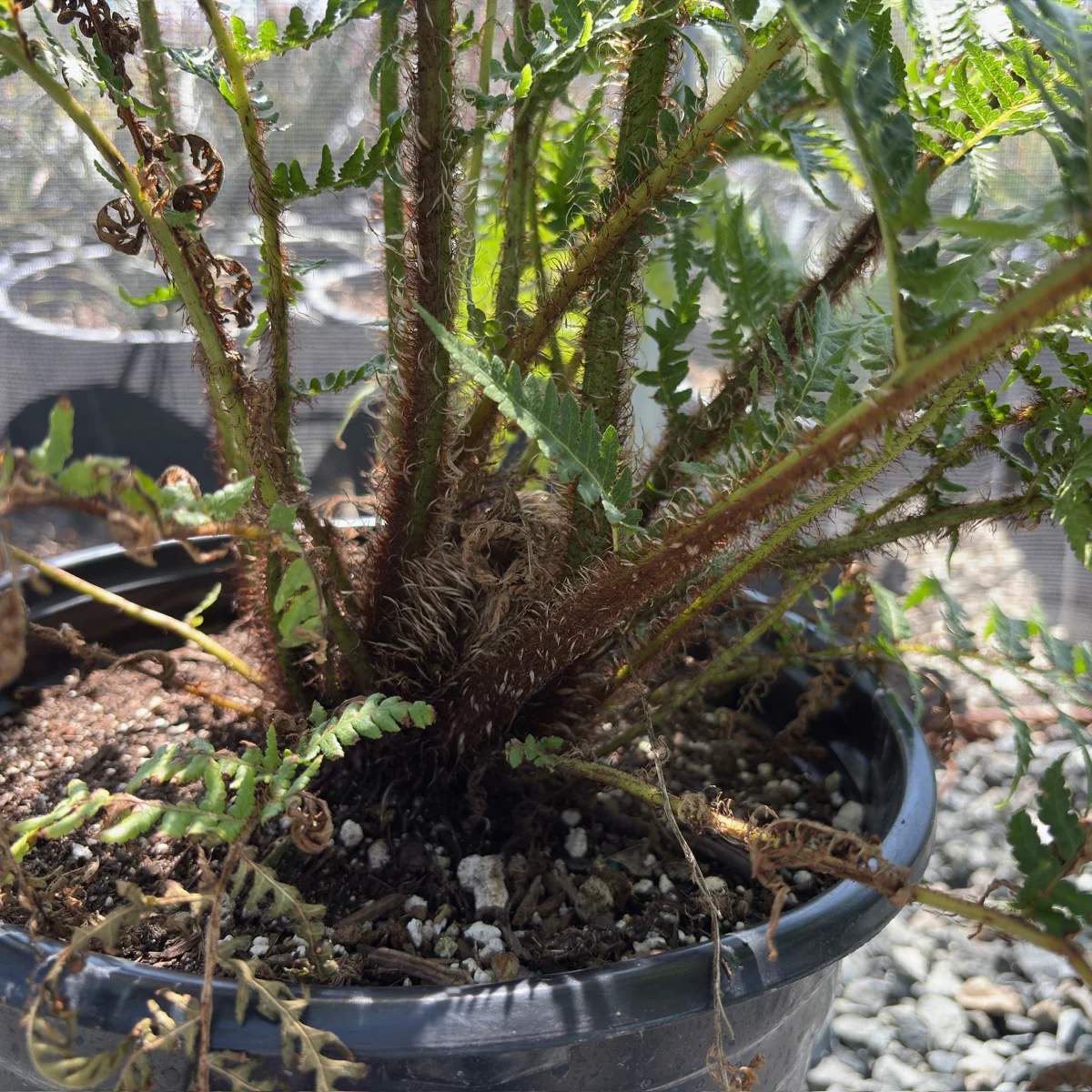 Australian Tree Fern - Image 2