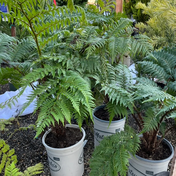 Australian Tree Fern - Image 1