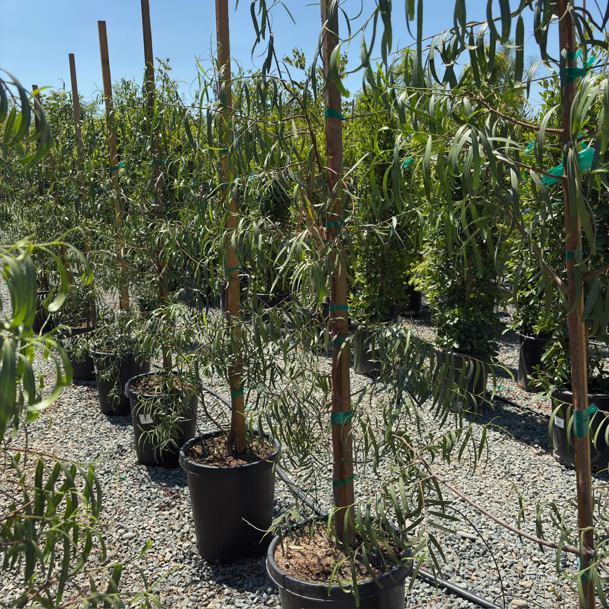 Australian Willow - Image 1