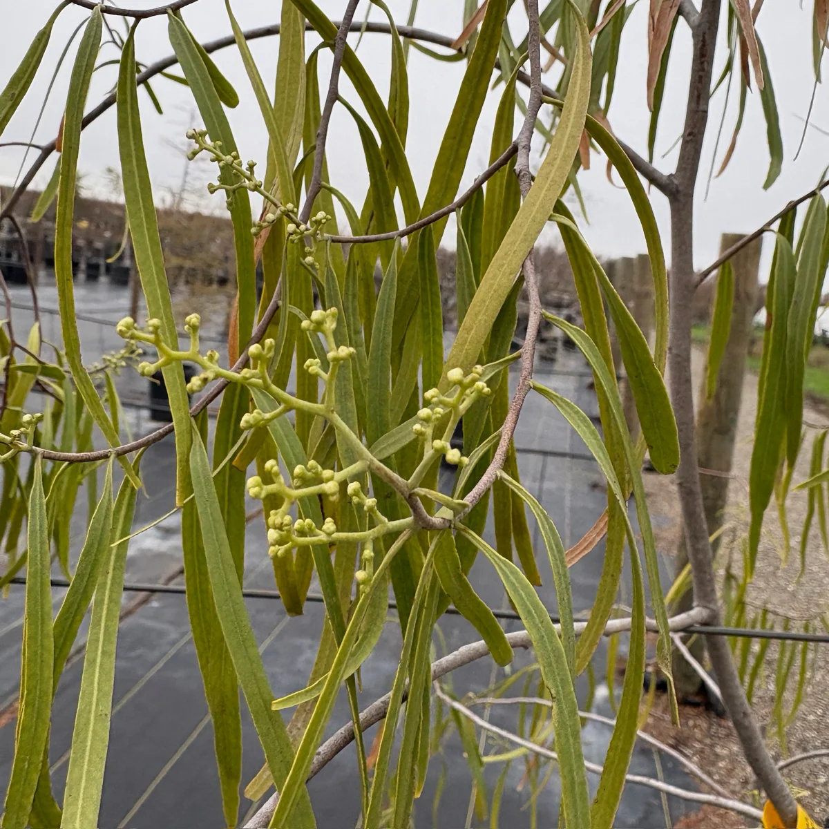 Australian Willow - Image 2