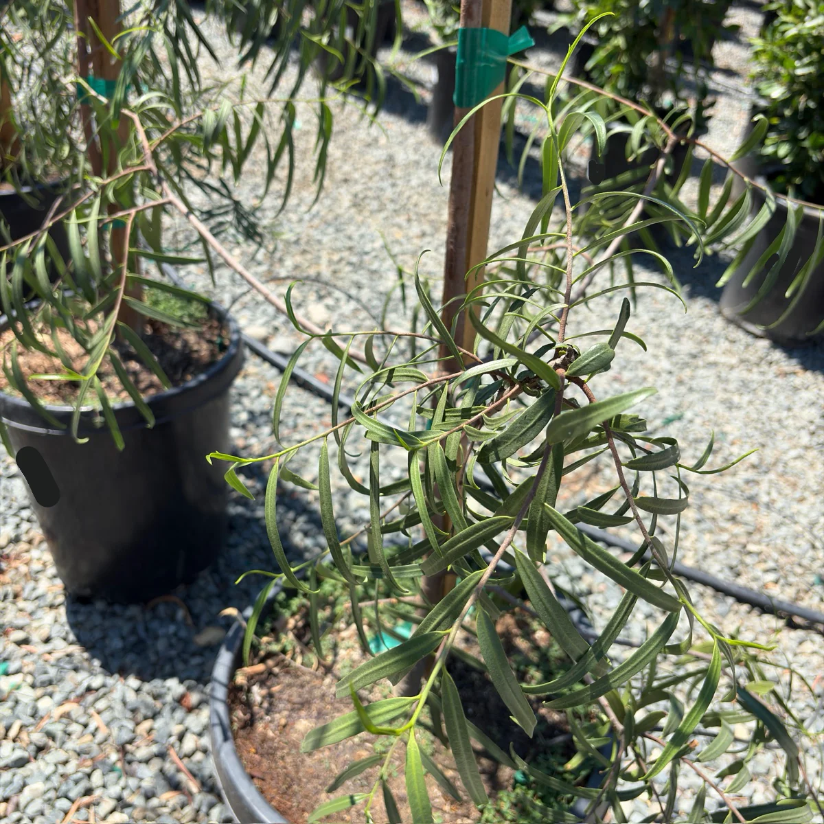 Australian Willow - Image 3