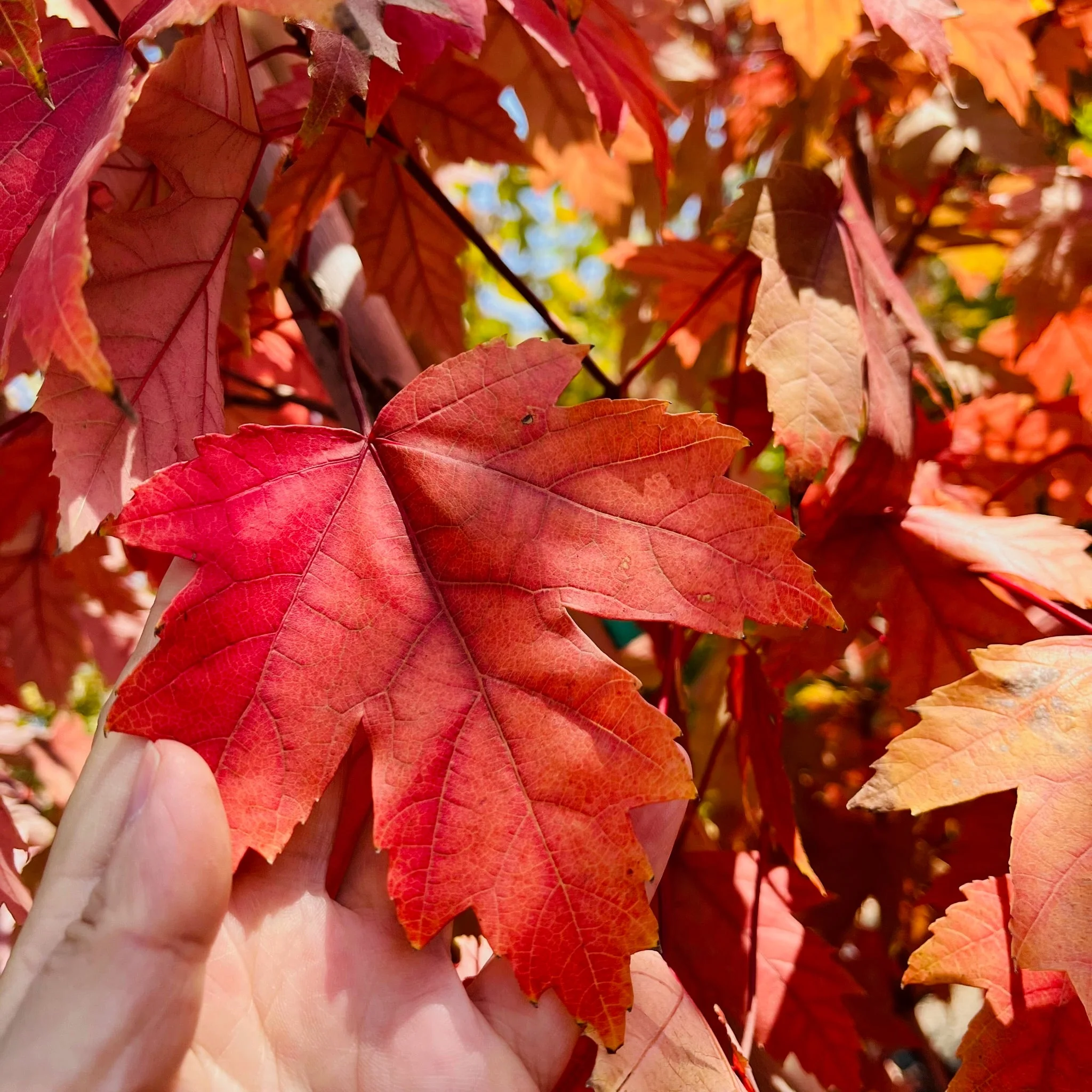 Autumn Blaze Red Maple