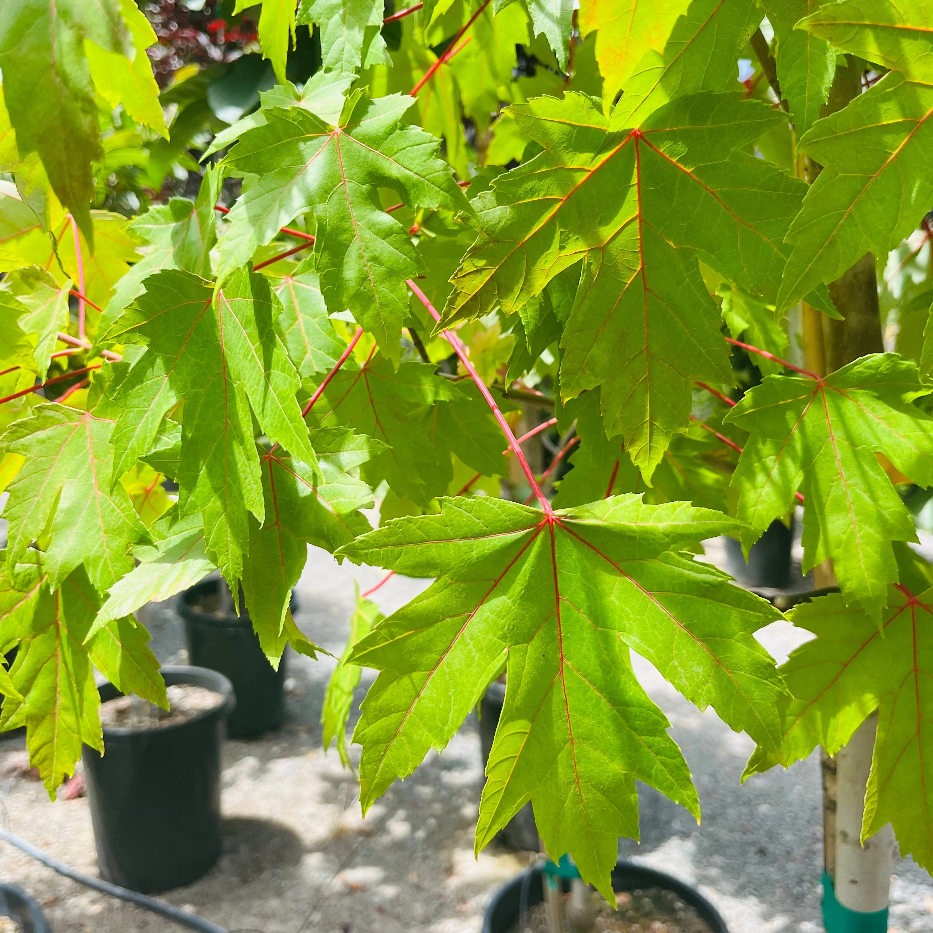 Autumn Blaze Red Maple - Image 3