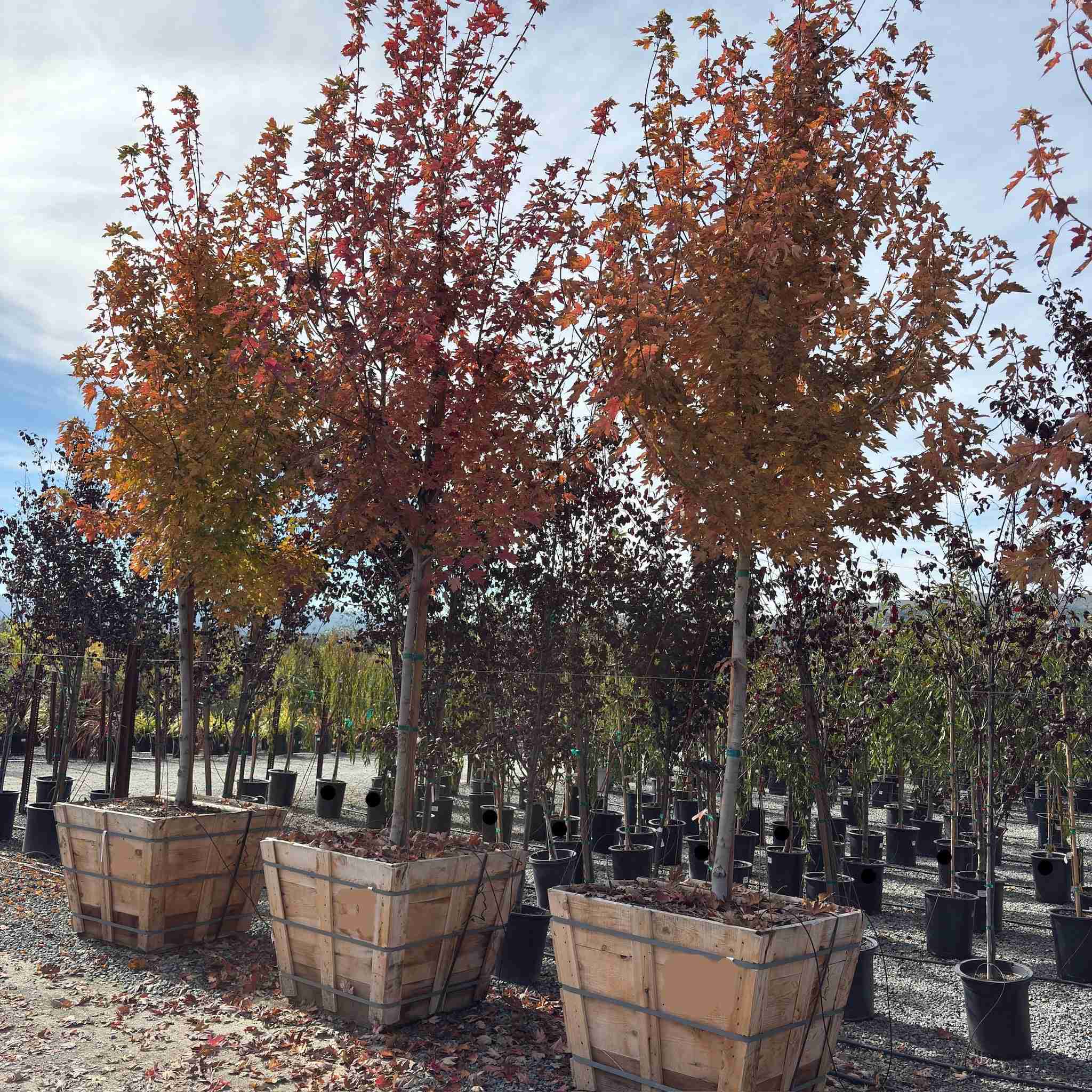 Autumn Blaze Red Maple - Image 2