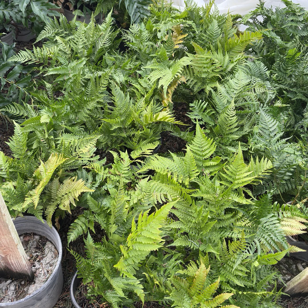Autumn Fern
