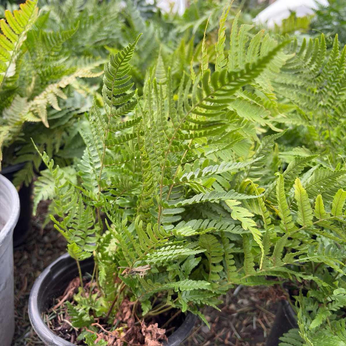 Autumn Fern - Image 2