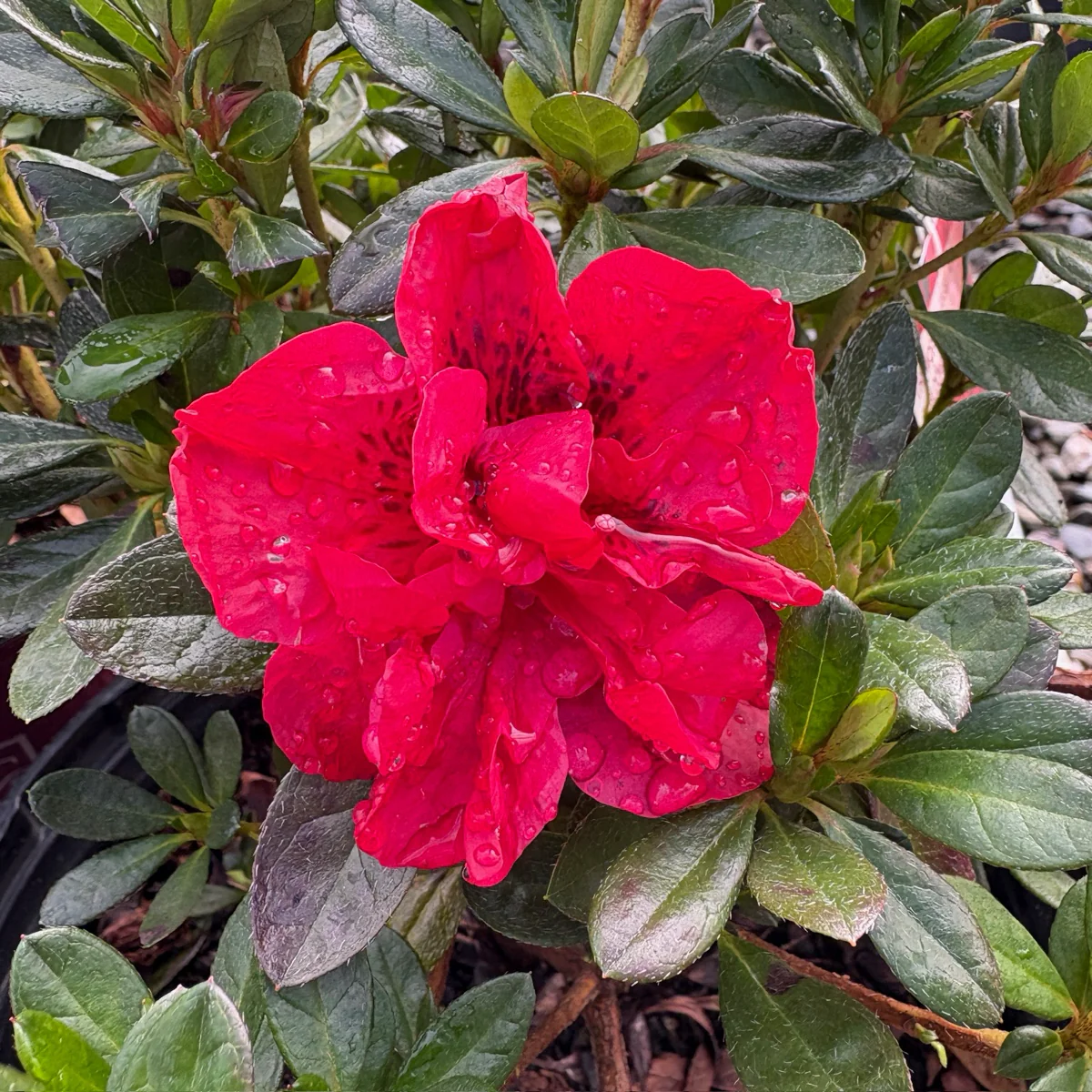 Autumn Fire Encore Azalea - Image 1