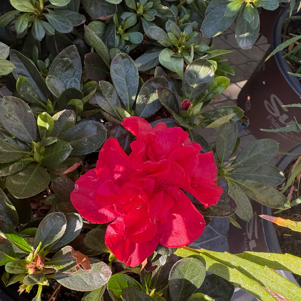 Autumn Fire Encore Azalea - Image 2