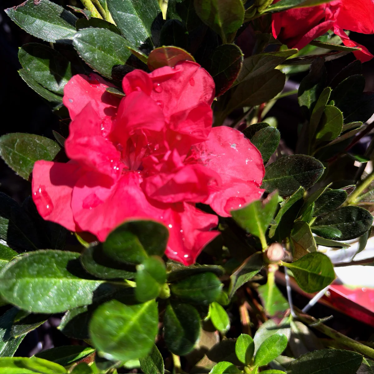 Autumn Fire Encore Azalea - Image 3