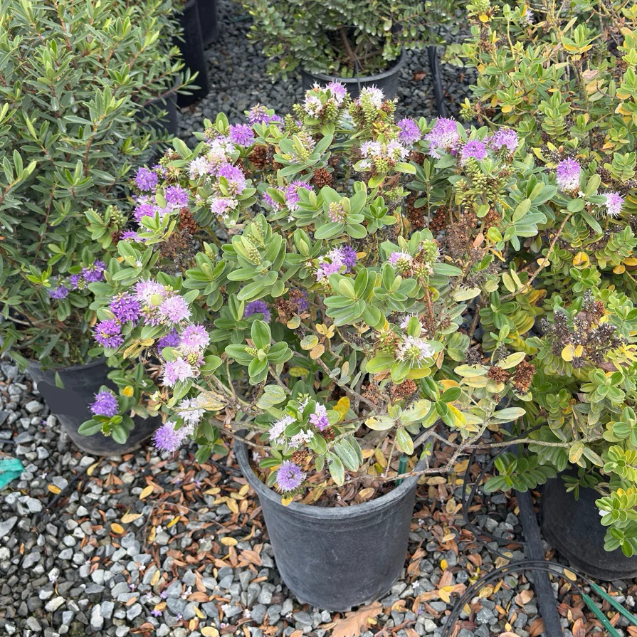 Autumn Glory Hebe - Image 1