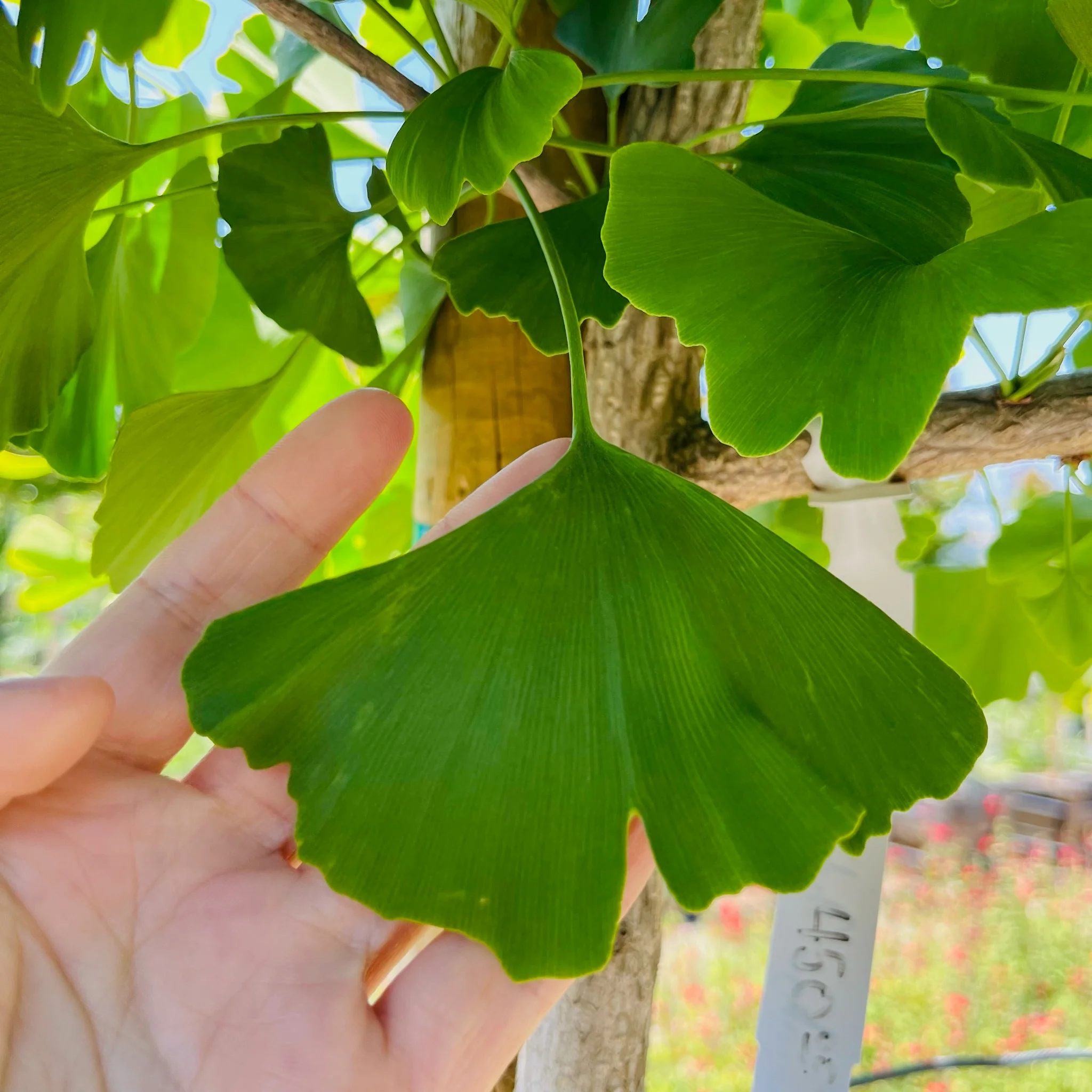 Autumn Gold Ginkgo - Image 2
