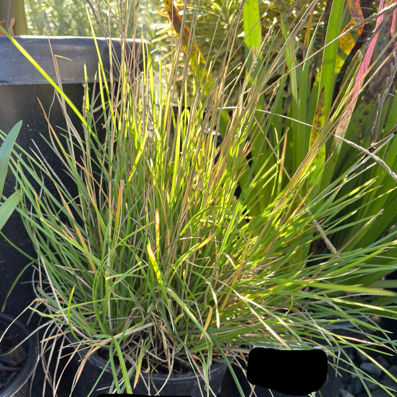 Autumn Moor Grass - Image 1
