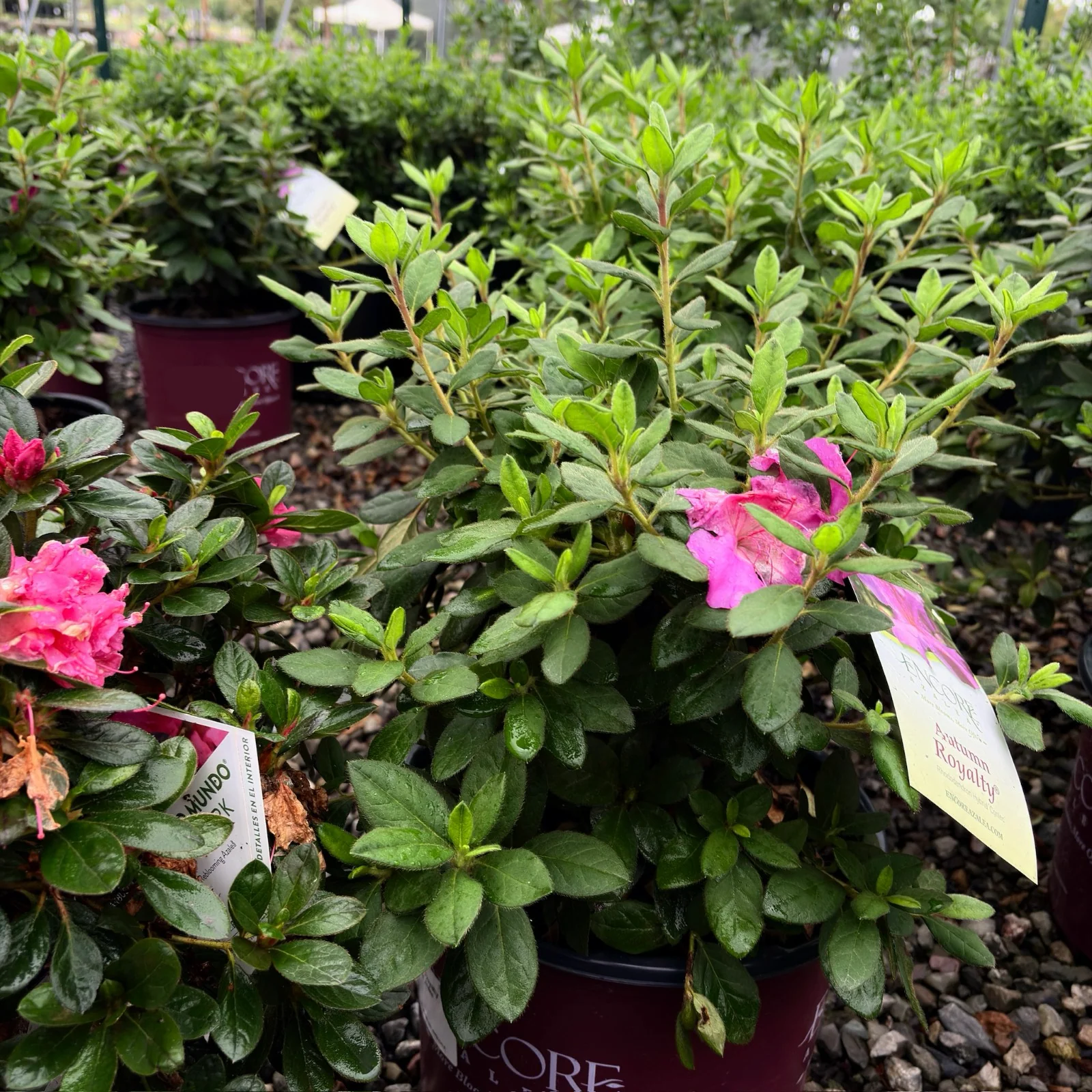 Autumn Royalty Encore Azalea - Image 3
