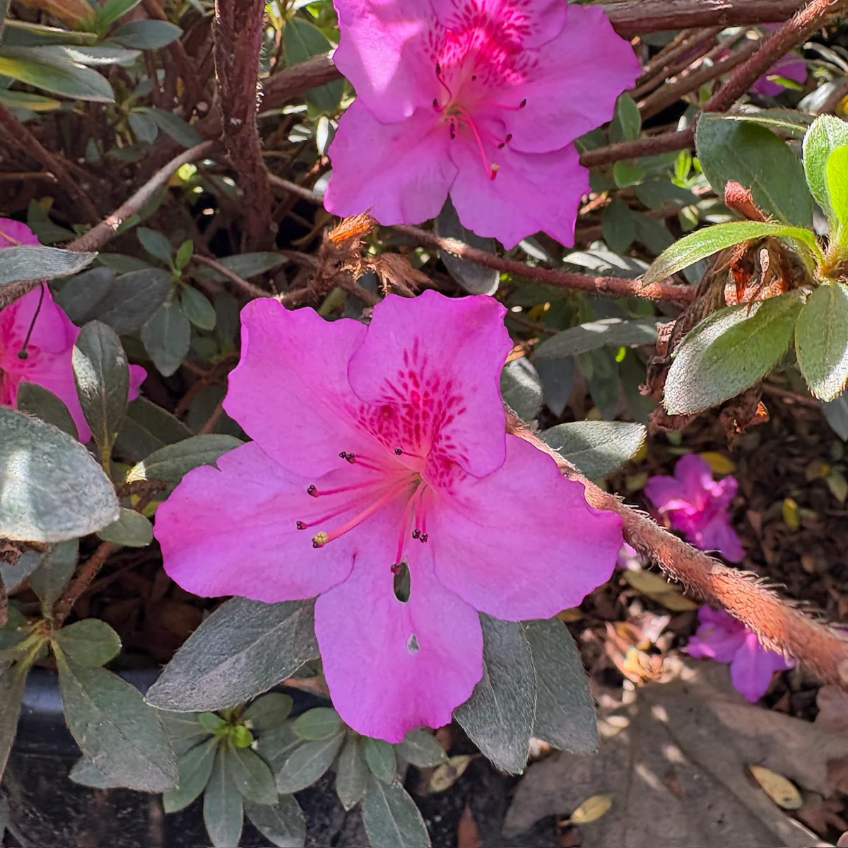 Autumn Royalty Encore Azalea - Image 1